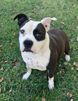 Chubs -  American Bully Dog for Adoption in Dandridge, Tennessee - Chubs | PetCurious
