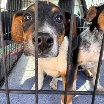 Australian Cattle Dog Blue Heeler and Beagle Dogs Available for Adoption in Tomah, Wisconsin - Tempe | PetCurious