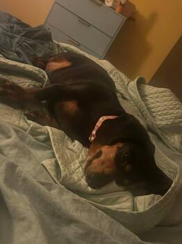 Dachshund Dogs Available for Adoption in Fort Walton Beach, Florida - Tookie | PetCurious