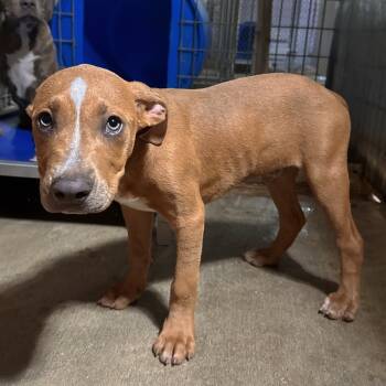 Rescue Terrier Dogs for Adoption in Mount Vernon, Indiana - Puppy 1 | PetCurious