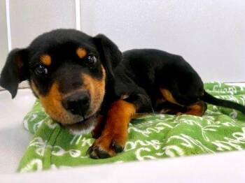 Labrador Retriever Dogs Available for Adoption - Winston | PetCurious