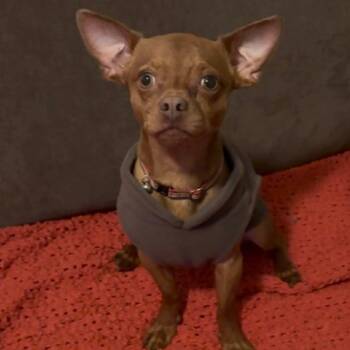 Chihuahua Dogs Available for Adoption - Usher | PetCurious