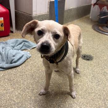 IVHS-Stray-141611 -  Chihuahua and Terrier Dog for Adoption in San Gabriel, California - IVHS-Stray-141611 | PetCurious