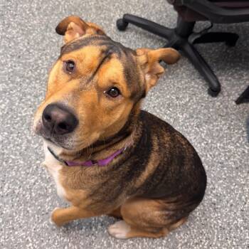 Forest -  Mixed Breed Dog for Adoption in Parkersburg, West Virginia - Forest | PetCurious