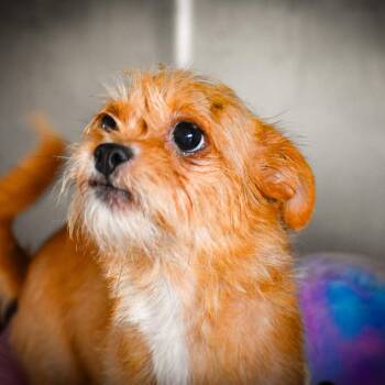 Verna -  Yorkshire Terrier and None Dog for Adoption in Loves Park, Illinois - Verna | PetCurious