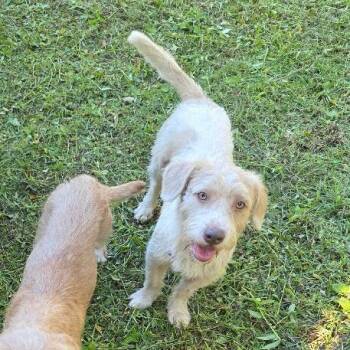Lhasa Apso Dogs Available for Adoption in Albion, New York - Ozzy | PetCurious