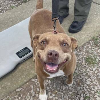 TNGC-Stray-1244 -  Mixed Breed Dog for Adoption in Pulaski, Tennessee - TNGC-Stray-1244 | PetCurious