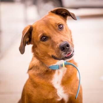 Rescue Shepherd Dogs for Adoption in Twentynine Palms, California - Rooster | PetCurious