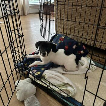 Maggie Moo -  Rat Terrier Dog for Adoption in Reidsville, North Carolina - Maggie Moo | PetCurious