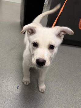 OLI -  Husky Dog for Adoption in Ontario, California - OLI | PetCurious