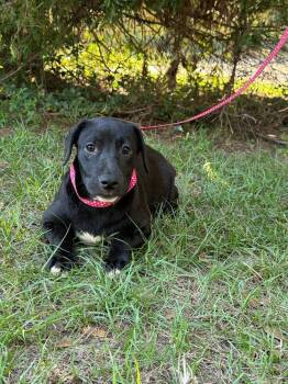 Rescue Labrador Retriever Dogs for Adoption in Troy, Alabama - Corral | PetCurious