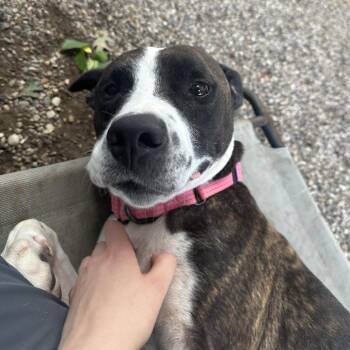 Meep -  Mixed Breed Dog for Adoption in Walker, Michigan - Meep | PetCurious