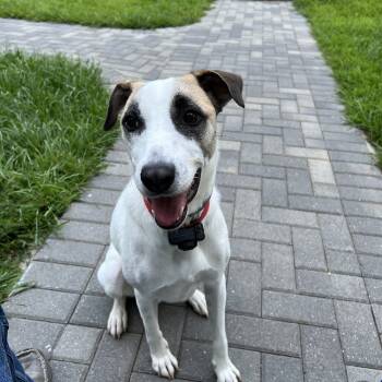 Rescue Mixed Breed Dogs for Adoption in Sandwich, Massachusetts - Bear | PetCurious