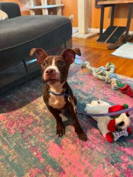 Otis Reading -  Mixed Breed Dog for Adoption in Cincinnati, Ohio - Otis Reading | PetCurious
