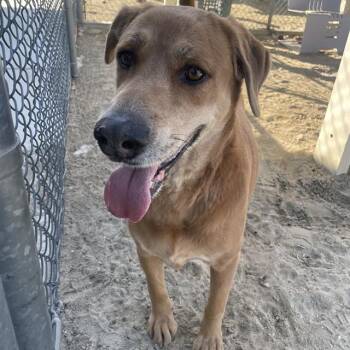 Labrador Retriever and Mixed Breed Dogs Available for Adoption - BORIS | PetCurious