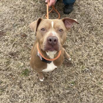 Pit Bull Terrier Dogs Available for Adoption - Clementine | PetCurious