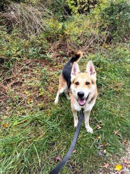Draco -  German Shepherd Dog Dog for Adoption in Middle Township, New Jersey - Draco | PetCurious
