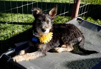 Rescue Terrier Dogs for Adoption in Southlake, Texas - Tessa | PetCurious