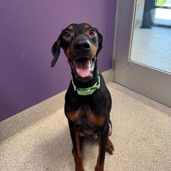 Nala -  Doberman Pinscher Dog for Adoption in Englewood, Florida - Nala | PetCurious