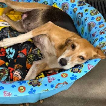 Shelly -  Hound Dog for Adoption in Glenfield, New York - Shelly | PetCurious