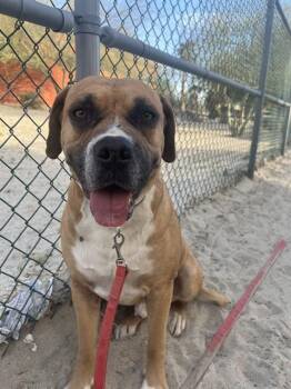 Pit Bull Terrier and Boxer Dogs Available for Adoption - NIGEL | PetCurious