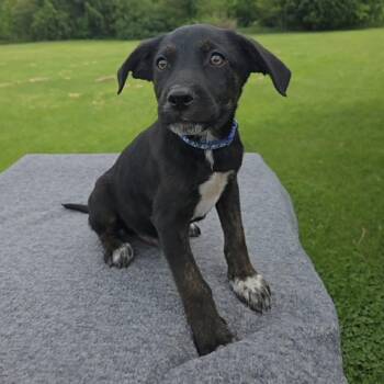 Zion -  Labrador Retriever and Australian Shepherd Dog Available for Adoption in Holiday Hills, Illinois - Zion | PetCurious