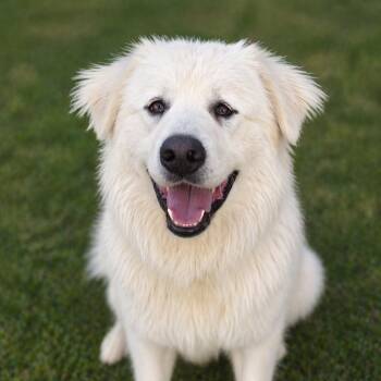 Great Pyrenees Dogs Available for Adoption in Roswell, Georgia - Pip | PetCurious