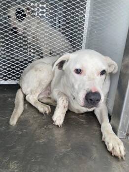 Milo -  Pit Bull Terrier Dog for Adoption in Thousand Oaks, California - Milo | PetCurious
