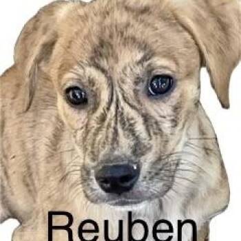 Hound puppies -  Catahoula Leopard Dog Dog for Adoption in High View, West Virginia - Hound Puppies | PetCurious