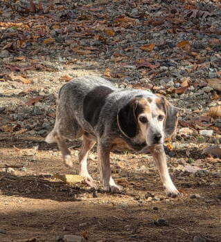 Rescue Beagle Dogs for Adoption in Thomasville, North Carolina - Joan | PetCurious