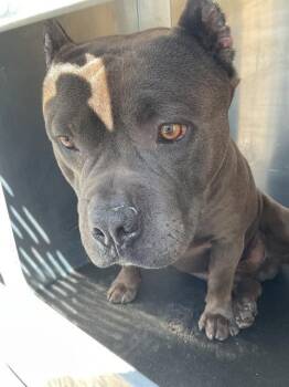 Pit Bull Terrier Dogs Available for Adoption in Ontario, California - ASHTON | PetCurious