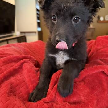 Australian Kelpie and Australian Shepherd Dogs Available for Adoption - Bean | PetCurious