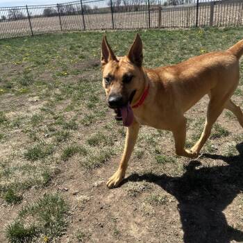 German Shepherd Dog and Chow Chow Dogs Available for Adoption in Seward, Nebraska - Benny | PetCurious