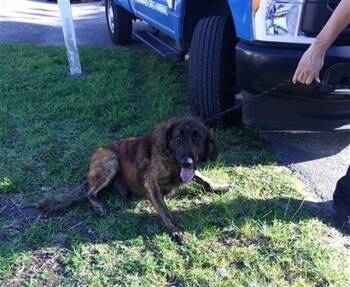 German Shepherd Dog Dogs Available for Adoption in Fort Lauderdale, Florida - APOLLO | PetCurious