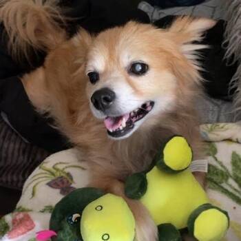 Chihuahua Dogs Available for Adoption in Palm Harbor, Florida - Max | PetCurious