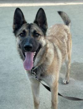 Toast -  Shepherd and Mixed Breed Dog for Adoption in Fresno, California - Toast | PetCurious