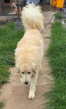 Milo -  Golden Retriever and Great Pyrenees Dog for Adoption in Severance, Colorado - Milo | PetCurious