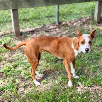 Drama -  Mixed Breed Dog for Adoption in Milton, Florida - Drama | PetCurious