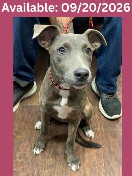Dog Kennel #25 -  Whippet and Pit Bull Terrier Dog for Adoption in Greenville, Texas - Dog Kennel #25 | PetCurious