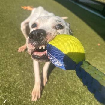Mia -  Pit Bull Terrier Dog for Adoption in Greensboro, North Carolina - Mia | PetCurious