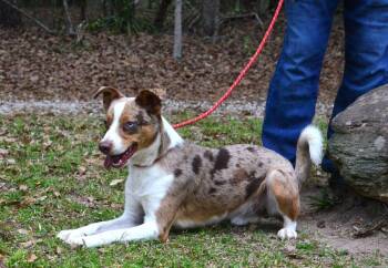 Australian Shepherd Dogs Available for Adoption in Willingboro, New Jersey - Sid | PetCurious