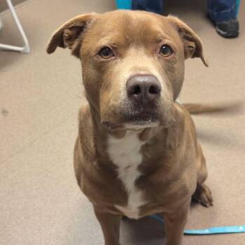 Rescue American Staffordshire Terrier Dogs for Adoption in Valparaiso, Indiana - Zeus | PetCurious