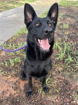 RILEY -  German Shepherd Dog Dog for Adoption in Charlotte, North Carolina - RILEY | PetCurious