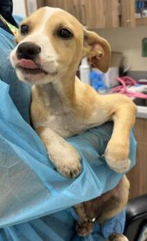 Zigo -  Terrier and Mixed Breed Dog for Adoption in Honolulu, Hawaii - Zigo | PetCurious