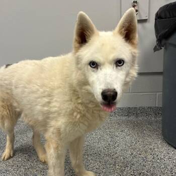Miguel -  Husky and Shepherd Dog Available for Adoption in Greenville, South Carolina - Miguel | PetCurious