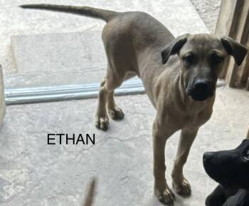 Ethan - Sarah -  American Bulldog Dog for Adoption in Lakeland, Florida - Ethan - Sarah | PetCurious