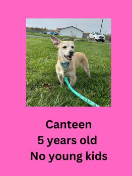 Canteen -  Terrier Dog for Adoption in Ravenna, Ohio - Canteen | PetCurious