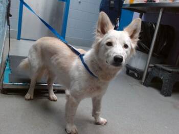 TEEFERS -  Cardigan Welsh Corgi and Australian Shepherd Dog for Adoption in Albuquerque, New Mexico - TEEFERS | PetCurious