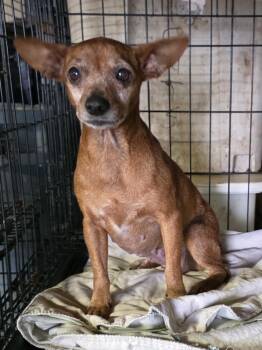 Pumpkin -  Miniature Pinscher Dog for Adoption - Pumpkin | PetCurious