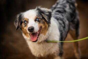 Anatolian Shepherd Dogs Available for Adoption - Dundee | PetCurious